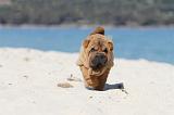 SHAR-PEI 152